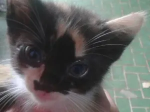 Gato raça  idade Abaixo de 2 meses nome Gatinhos