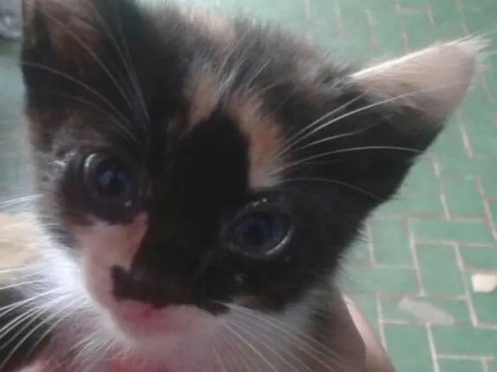 Gato ra a  idade Abaixo de 2 meses nome Gatinhos