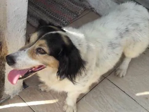 Cachorro ra a Raça não Definida idade 6 ou mais anos nome Paquito
