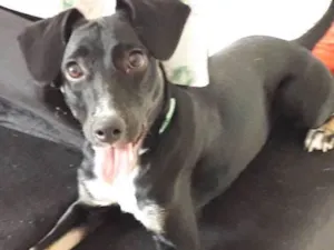 Cachorro raça Vira lata idade 7 a 11 meses nome Sol