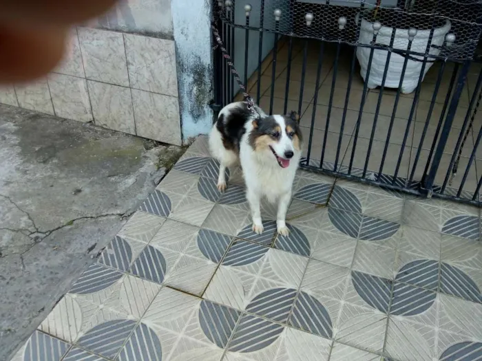 Cachorro ra a SRD idade 2 anos nome VIRA LATA