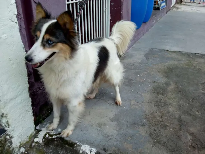 Cachorro ra a SRD idade 2 anos nome VIRA LATA