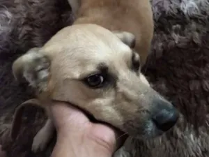 Cachorro raça Não sei  idade 4 anos nome Boby