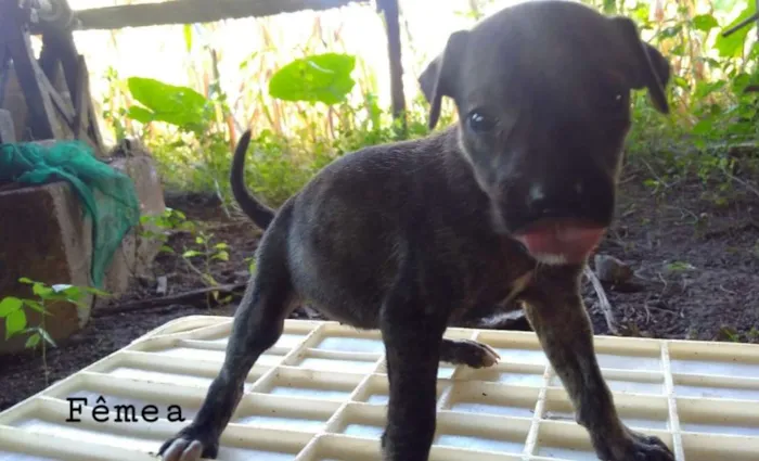 Cachorro ra a Sem raça idade Abaixo de 2 meses nome Lindinha