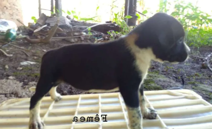 Cachorro ra a Sem raça idade Abaixo de 2 meses nome Docinho