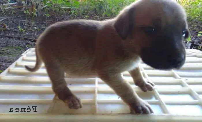 Cachorro ra a Sem raça idade Abaixo de 2 meses nome Florzinha