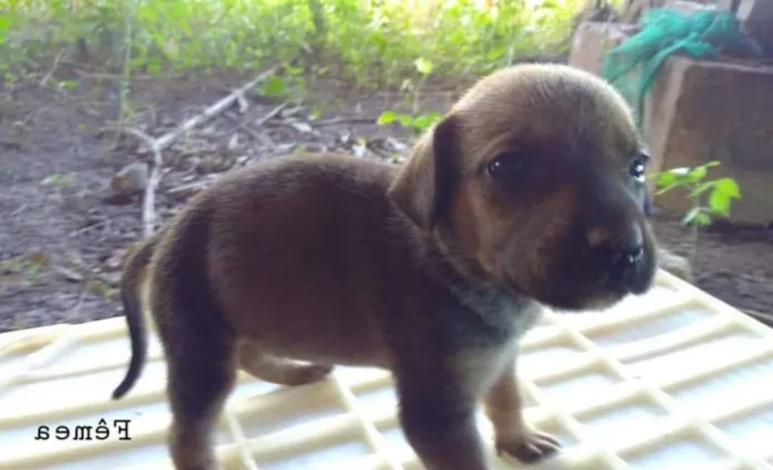 Cachorro ra a sem raça idade Abaixo de 2 meses nome Melzinho