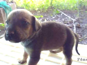 Cachorro raça sem raça idade Abaixo de 2 meses nome Melzinho