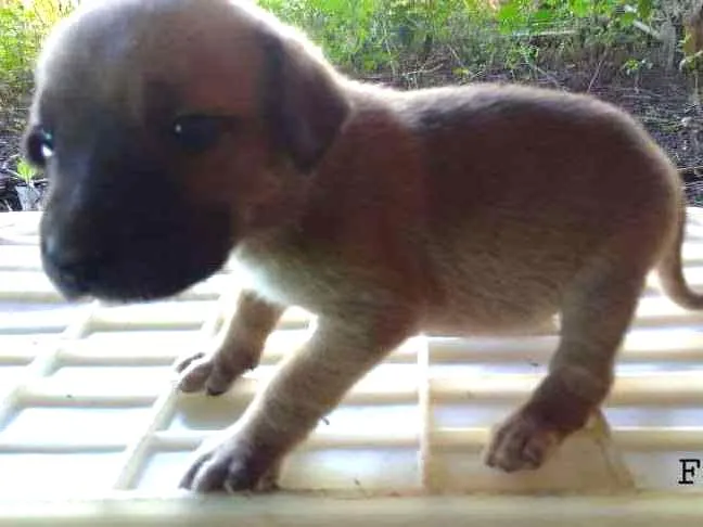 Cachorro ra a Sem raça idade Abaixo de 2 meses nome Florzinha