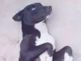 Bobi
