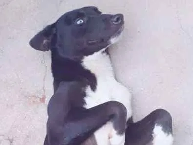 Cachorro ra a Vira lata  idade 1 ano nome Bobi