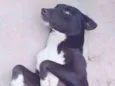 Bobi