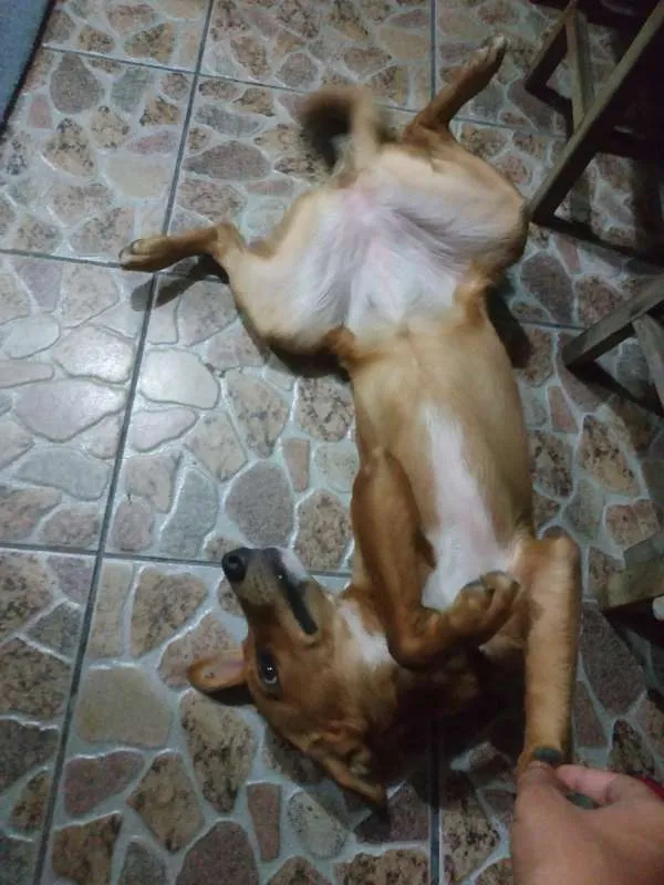 Cachorro ra a Vira lata idade 7 a 11 meses nome Mel