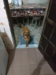 Mel
