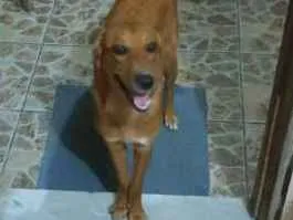 Cachorro ra a Vira lata idade 7 a 11 meses nome Mel