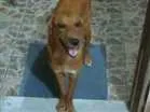 Cachorro raça Vira lata idade 7 a 11 meses nome Mel