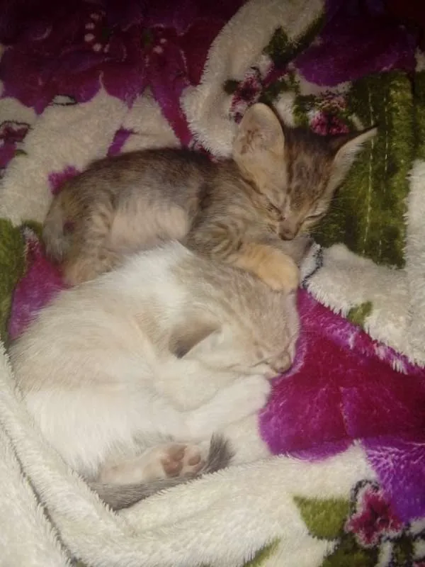 Gato ra a Mestiço  idade Abaixo de 2 meses nome Floquinho, pintada c