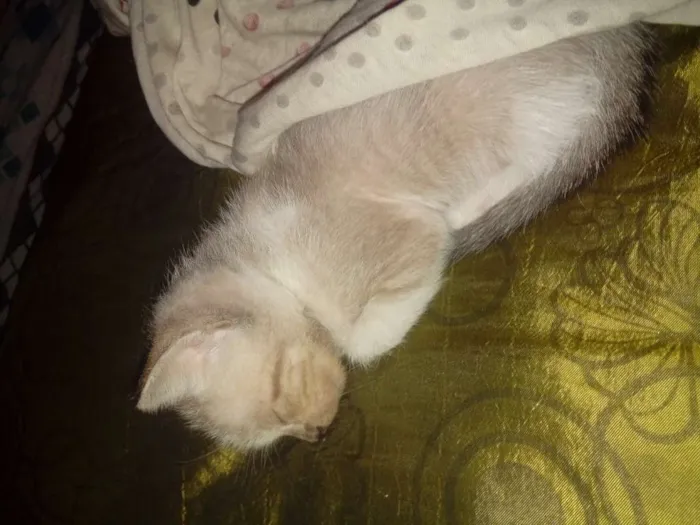 Gato ra a Mestiço  idade Abaixo de 2 meses nome Floquinho, pintada c