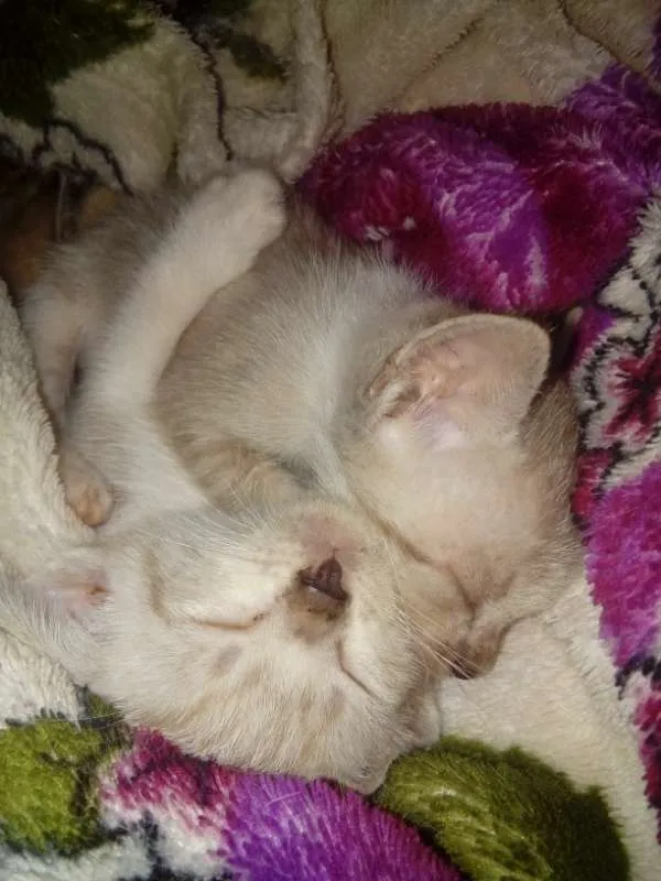Gato ra a Mestiço  idade Abaixo de 2 meses nome Floquinho, pintada c