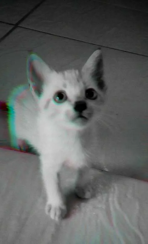 Gato ra a Mestiço  idade Abaixo de 2 meses nome Floquinho, pintada c