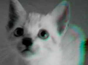 Gato raça Mestiço  idade Abaixo de 2 meses nome Floquinho, pintada c