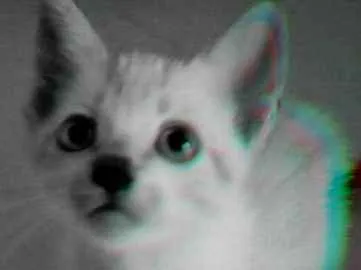 Gato ra a Mestiço  idade Abaixo de 2 meses nome Floquinho, pintada c