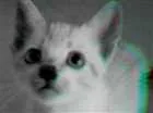 Gato raça Mestiço  idade Abaixo de 2 meses nome Floquinho, pintada c