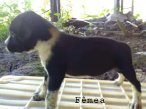 Cachorro raça Sem raça idade Abaixo de 2 meses nome Docinho
