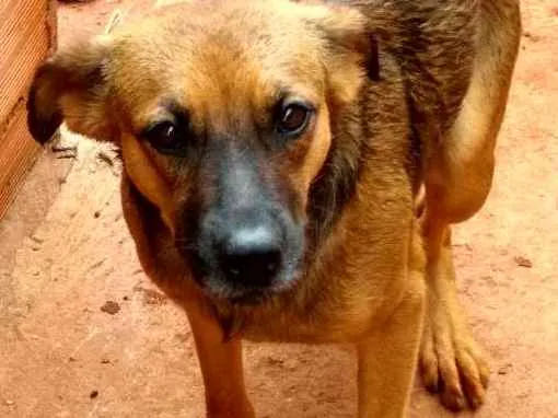 Cachorro ra a Vira lata  idade 1 ano nome  Preto