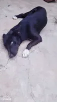 Bobi