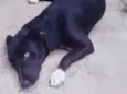 Bobi