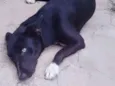 Bobi