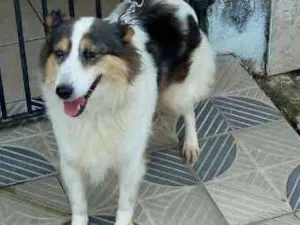 Cachorro raça SRD idade 2 anos nome VIRA LATA