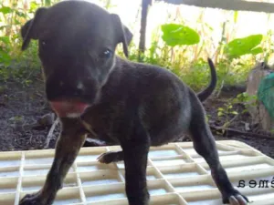 Cachorro raça Sem raça idade Abaixo de 2 meses nome Lindinha