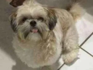 Cachorro raça SHITZU idade 7 a 11 meses nome LOLA