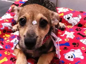 Cachorro raça SRD idade 2 a 6 meses nome Belinha