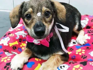 Cachorro raça SRD idade 2 a 6 meses nome Bela