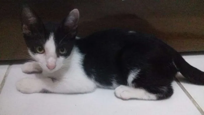 Gato ra a SRD idade 2 a 6 meses nome princesa e akira