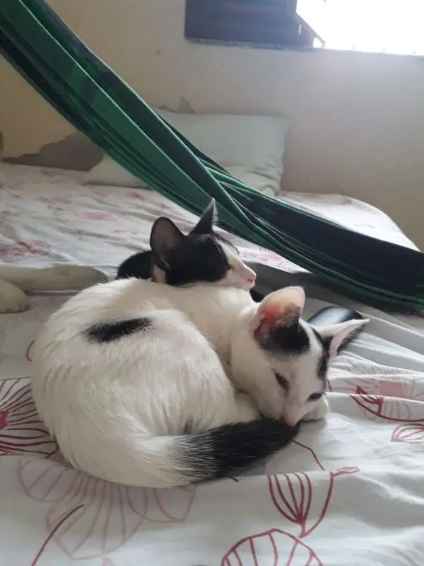 Gato ra a SRD idade 2 a 6 meses nome princesa e akira