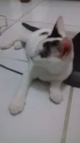 princesa e akira