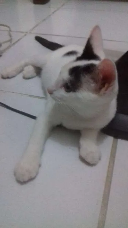 Gato ra a SRD idade 2 a 6 meses nome princesa e akira