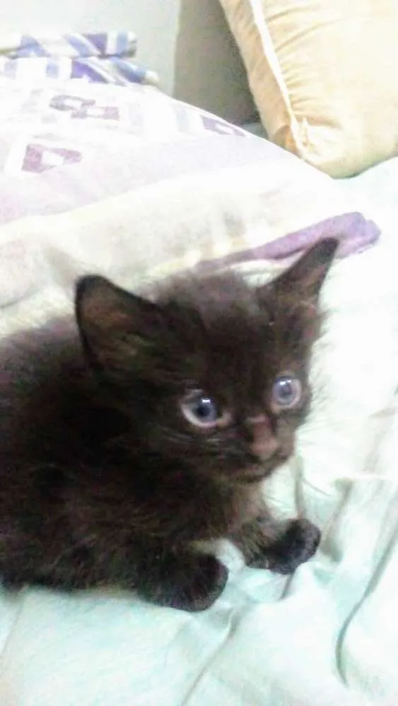 Gato ra a Srd idade Abaixo de 2 meses nome Punk