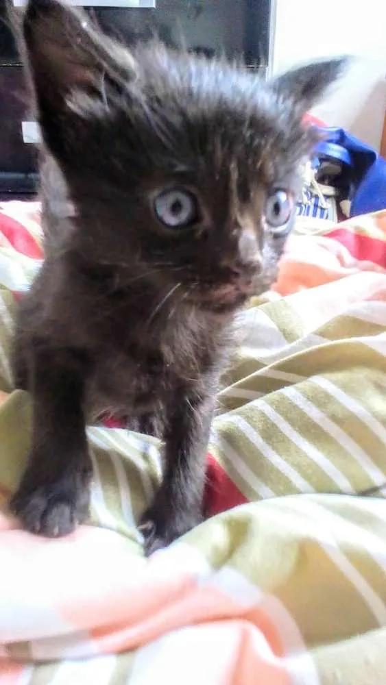 Gato ra a Srd idade Abaixo de 2 meses nome Punk