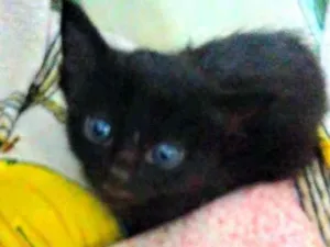 Gato raça Srd idade Abaixo de 2 meses nome Punk
