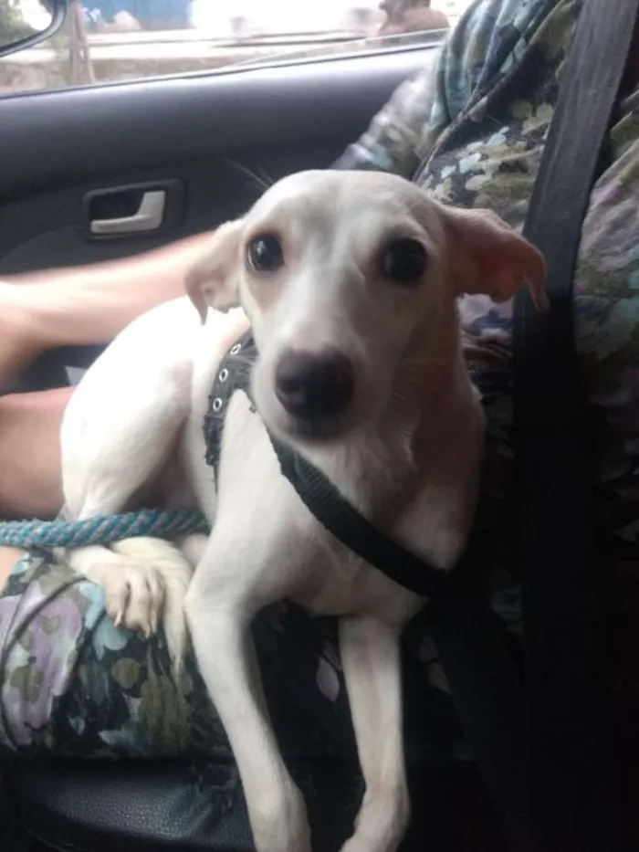 Cachorro ra a Srd idade 1 ano nome Mila