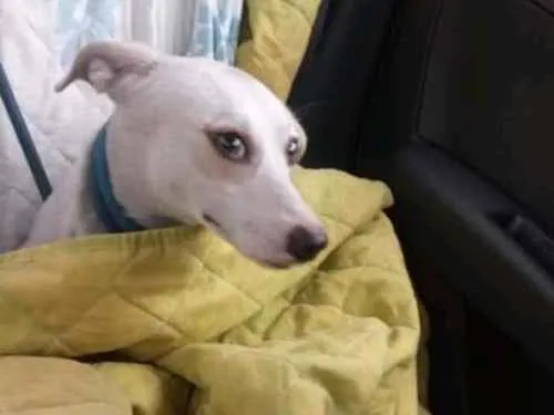 Cachorro ra a Srd idade 1 ano nome Mila
