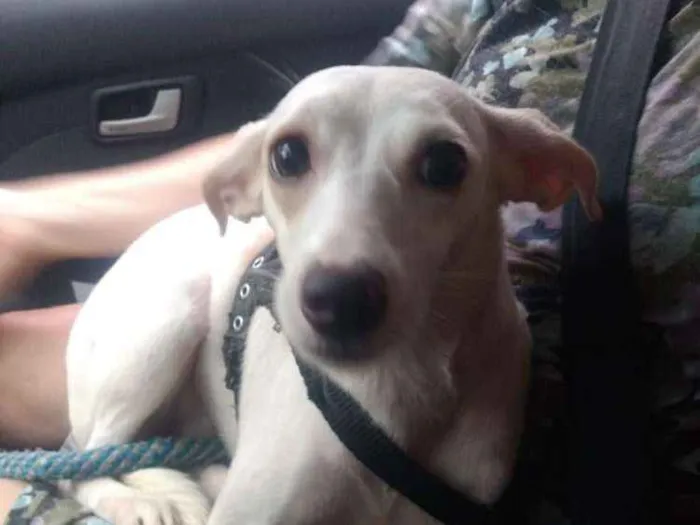 Cachorro ra a Srd idade 1 ano nome Mila