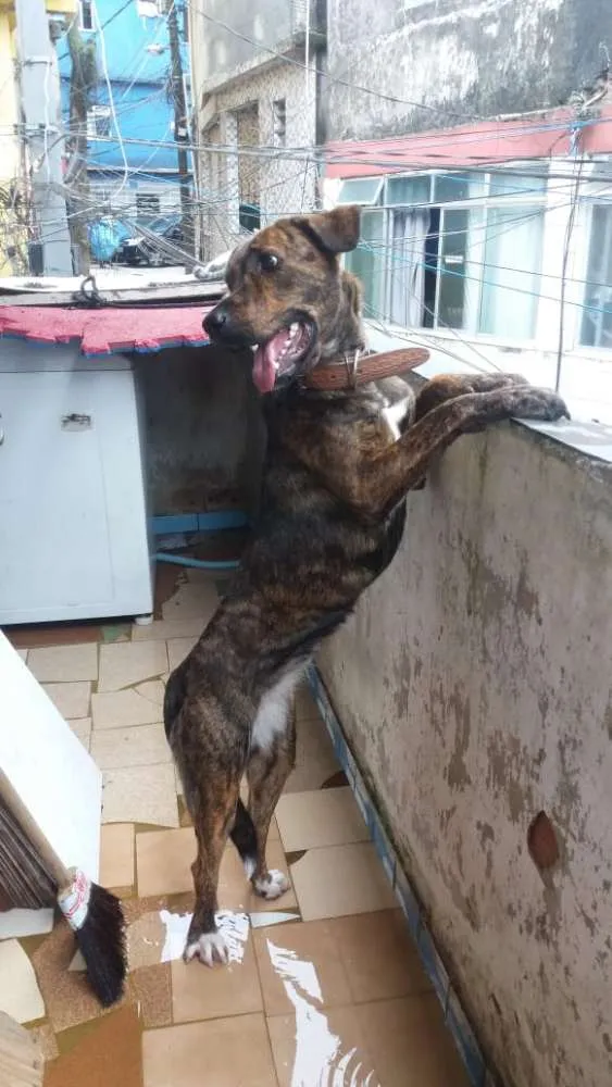 Cachorro raça Srd idade 2 anos nome Lua