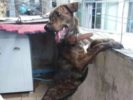 Cachorro raça Srd idade 2 anos nome Lua