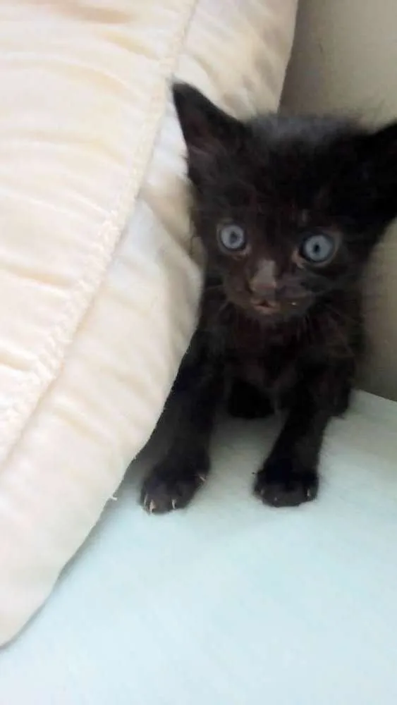Gato ra a Srd idade Abaixo de 2 meses nome Amora